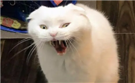 猫咪为什么在白天叫呢