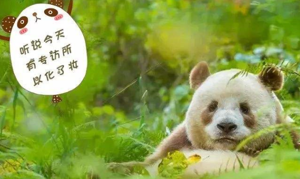 大熊猫为吸粉，现场表演爬树，结果让人哭笑不得！