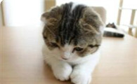 小猫呼吸道感染吃什么药