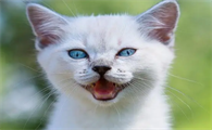 猫咪可以咬大腿吗为什么原因
