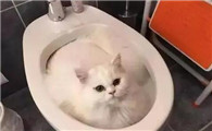 猫为什么对马桶冲水啊
