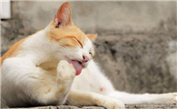 猫咪为什么总是抬后腿跑呢怎么办