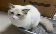 猫咪为什么会尿屁股的原因