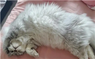 猫咪大腿为什么会抖毛啊
