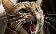 猫咪春季频繁叫是为什么呢