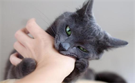 猫为什么只咬我的手