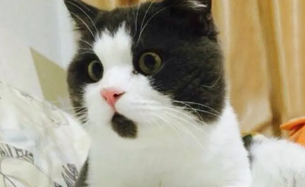 惊讶猫是什么品种？