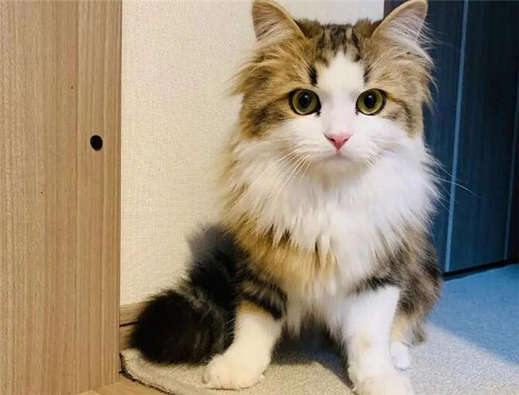 长毛三花猫是什么品种 长毛三花猫是什么品种