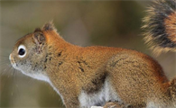 一文详解：南央葛斯松鼠是保护动物吗？