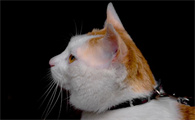 猫咪为什么会使后腿睡觉抖动
