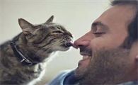 小猫咪为什么喜欢亲吻主人