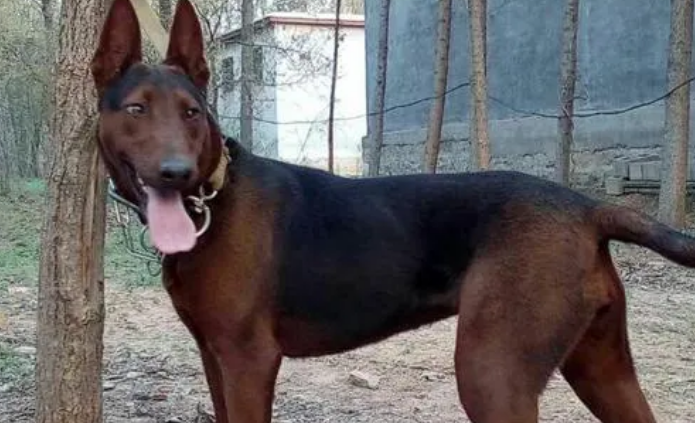 红犬, 曾威名远外身价过万, 现论斤称重濒临消亡！