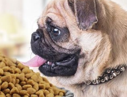 巴哥幼犬如何吃狗粮最好 巴哥幼犬如何吃狗粮最好
