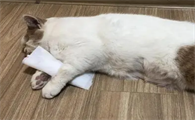 猫发烧物理降温的方法