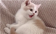 猫咪为什么长得这么快呢