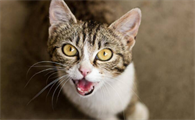 猫咪叫声沙哑而且叫声很小是怎么回事啊？
