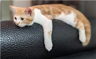 猫为什么喜欢趴在猫身上啊