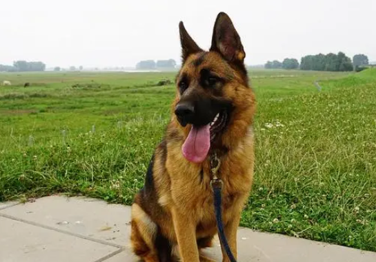 德牧犬的食量怎么样呢
