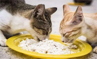 猫咪为什么要喂米饭吃呢