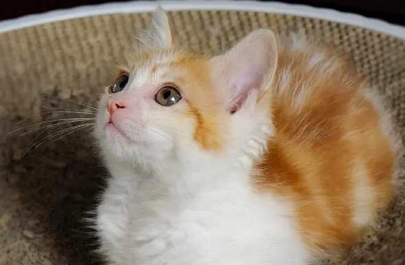 猫一生会认几个主人吗