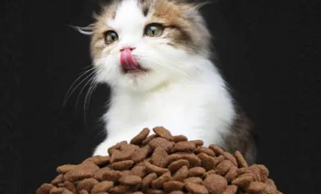 贝特鲱猫粮买回家,这样保存! 贝特鲱猫粮买回家,这样保存!