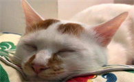 猫咪为什么打自己耳朵会叫