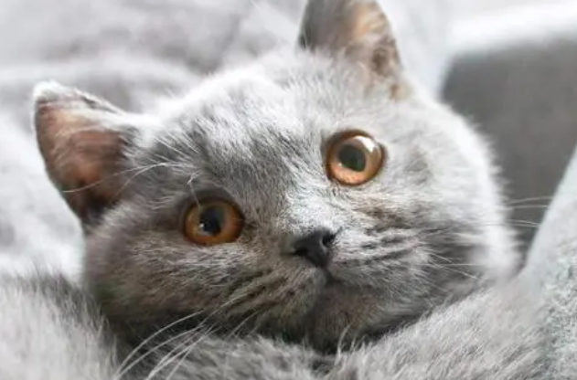 蓝猫老打喷嚏怎么回事 蓝猫老打喷嚏怎么回事