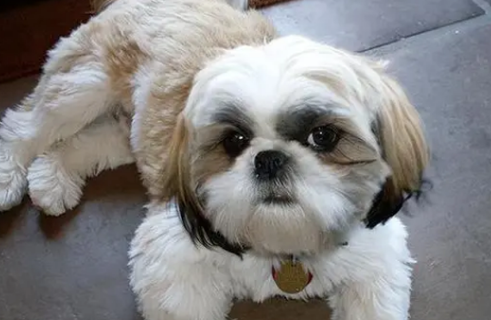 西施犬的性格是怎么样的呢
