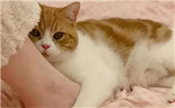 猫咪为什么脚流汗臭呢