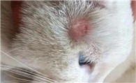 猫癣好了多久长毛啊