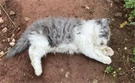 猫咪死了为什么要去埋土里啊