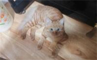 忧郁的猫咪为什么不开心的原因