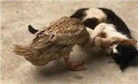 为什么鸭子敢欺负猫咪呢