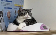猫咪为什么会打吊瓶视频