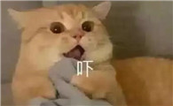 猫咪为什么要绝育有什么好处
