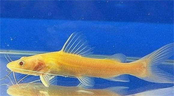 金丝猫鱼怎么养？生活的水温一般在20到30度合适吗？