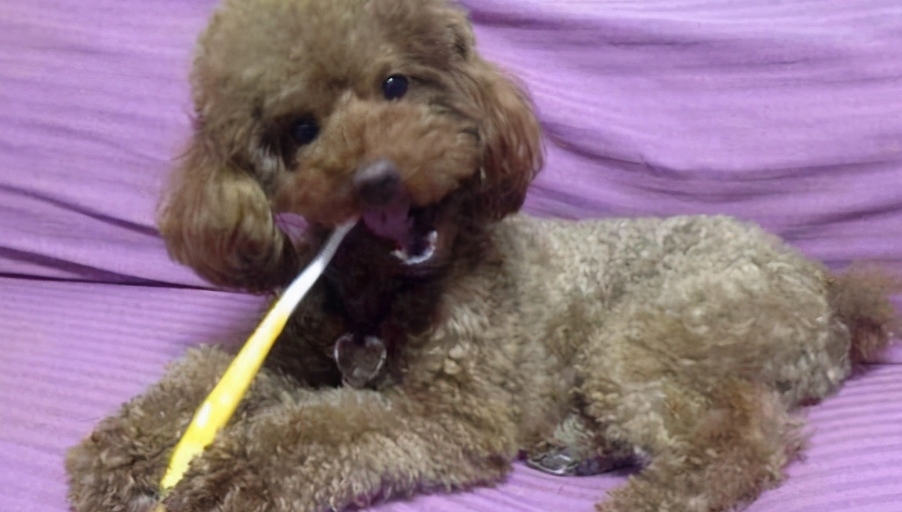 泰迪老了掉牙了还能活多久