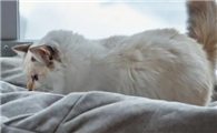 猫咪为什么喜欢爬床底睡呢