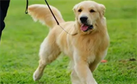 怎么样训练金毛幼犬呢