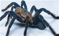 泰国金属蓝蜘蛛适合新手养吗？