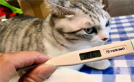 猫咪为什么体温比人高呢怎么回事