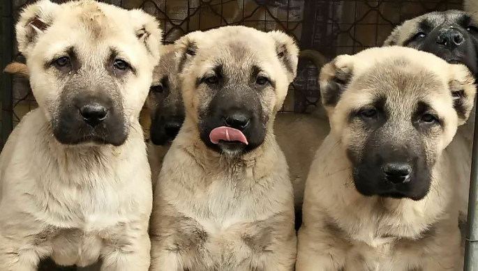 坎高犬价格多少钱一只图片