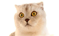 猫咪看到水有点怕是为什么啊