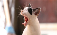 猫咪吃饭为什么打嗝啊