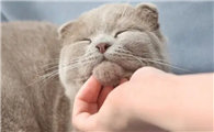 猫咪喜欢摸下巴嘛为什么
