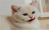 金点猫的特征有哪些?不妨来看看吧