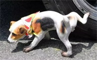 狗狗为什么尿尿黄眼屎多啊
