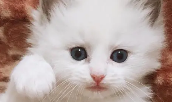 折尾猫有什么影响? 折尾猫有什么影响?