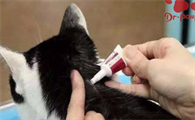 猫咪驱虫为什么要定期做一次