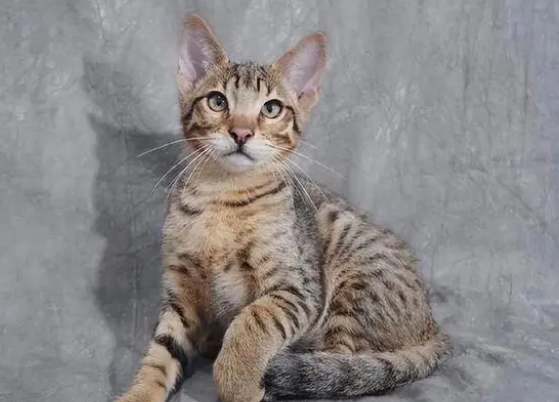 萨凡纳猫和薮猫的区别有哪些